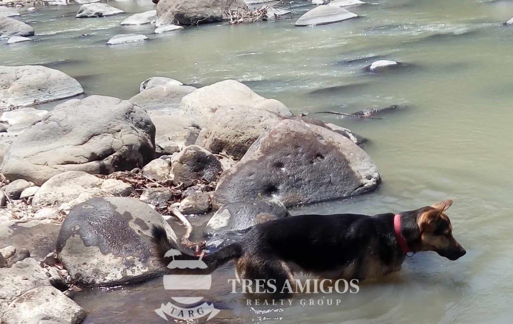 a dog in the river in front of Rio Rancho Retreat