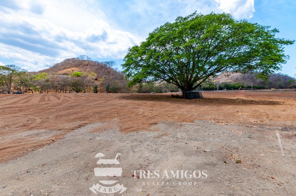 huge commercial property with mature tree