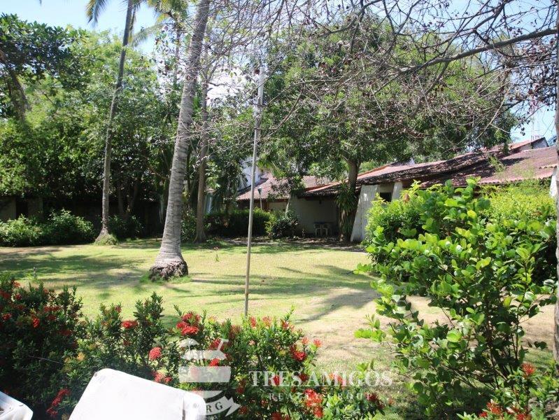 garden area with coconut trees